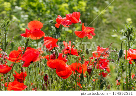 Red poppy flowers on the green meadow 134892551
