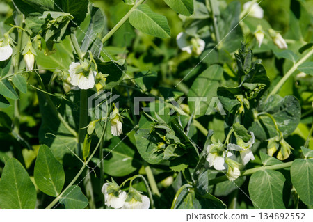 Blooming green pea plants in the vegetable garden 134892552