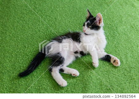 Beautiful cat on a bed at home Beautiful cat on a bed at home 134892564