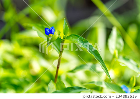 Morning after the rain ~Dayflower~ Morning after the rain ~Dayflower~ 134892619