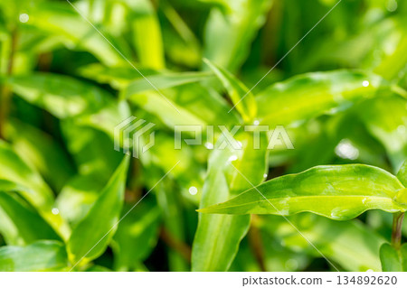 雨後的清晨 ~燕草~ 雨後的清晨 ~燕草~ 134892620