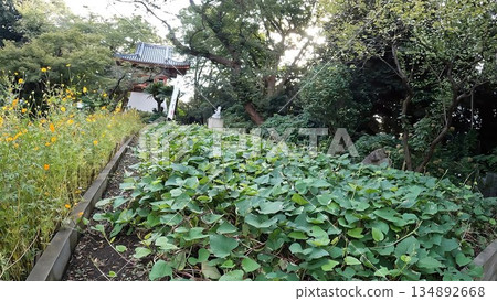 Sweet potato fields at Ryusenji Temple, Meguro Fudoson, Tokyo Sweet potato fields at Ryusenji Temple, Meguro Fudoson, Tokyo 134892668