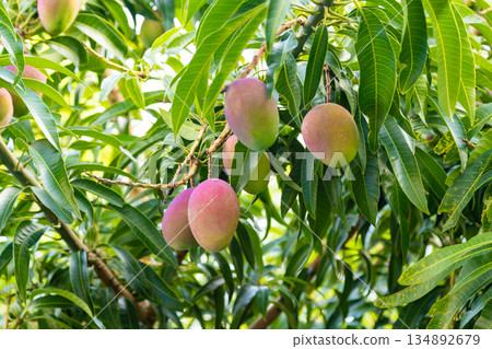 Mangoes growing in a garden in Taiwan 134892679