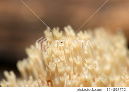 The mop-like tip of a beautiful coral-like genus of fungal mushroom (macrophotography of a natural fungal mushroom) The mop-like tip of a beautiful coral-like genus of fungal mushroom (macrophotography of a natural fungal mushroom) 134892752