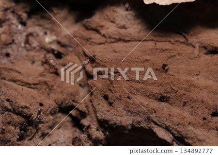 A close-up of the inside of the fruiting body of a mature, dark brown sponge-like mushroom (macrophotograph taken in the natural environment) A close-up of the inside of the fruiting body of a mature, dark brown sponge-like mushroom (macrophotograph taken in the natural environment) 134892777