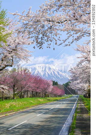 Iwate Prefecture / Scenic Drive Route: Springtime Mt. Iwate and Koiwai Farm (Koiwai Ranch) Cherry Blossom Row (Sakura Kaido) 134892802