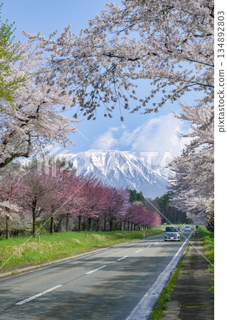 岩手縣 / 風景駕車路線：春季岩手山和小岩井農場（小岩井牧場）櫻花街（櫻花街） 134892803
