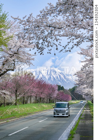 Iwate Prefecture / Scenic Drive Route: Springtime Mt. Iwate and Koiwai Farm (Koiwai Ranch) Cherry Blossom Row (Sakura Kaido) 134892804