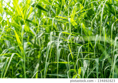 Summer green ~ green green ~ Summer green ~ green green ~ 134892823
