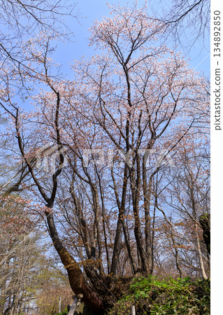 Ishiwari Sakura, a cherry tree said to be over 200 years old, at Usu Zenkoji Natural Park in Date City, Hokkaido (May) Ishiwari Sakura, a cherry tree said to be over 200 years old, at Usu Zenkoji Natural Park in Date City, Hokkaido (May) 134892850
