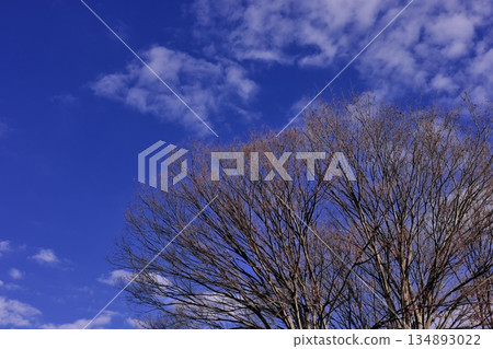 墮落的冬天zelkova 墮落的冬天zelkova 134893022