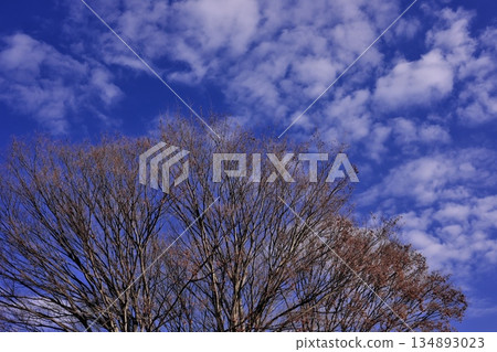 墮落的冬天zelkova 134893023