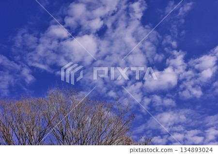 A winter morning shining against the blue sky A winter morning shining against the blue sky 134893024