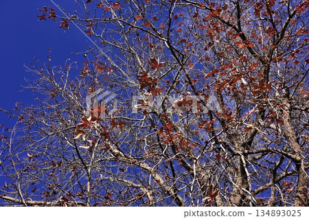 A winter morning shining against the blue sky A winter morning shining against the blue sky 134893025