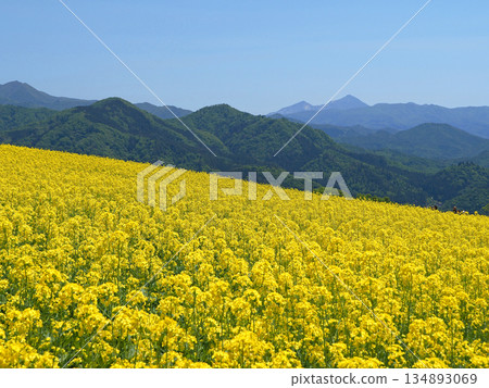 Yellow rapeseed fields spread across the slopes of Sannokura Ski Resort, and Mount Bandai can be seen in the distance. It is impressive and beautiful against the blue sky. Yellow rapeseed fields spread across the slopes of Sannokura Ski Resort, and Mount Bandai can be seen in the distance. It is impressive and beautiful against the blue sky. 134893069