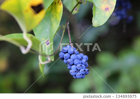 Blue fruit of Aotsuzurahuji 134893075