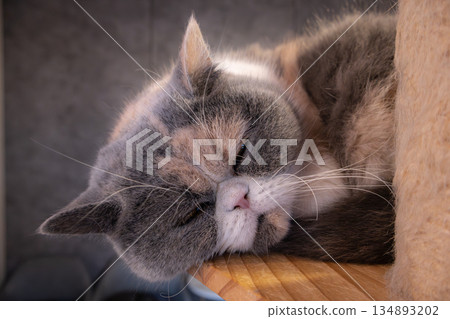 Close-up of a cat sleeping at a cat cafe Close-up of a cat sleeping at a cat cafe 134893202