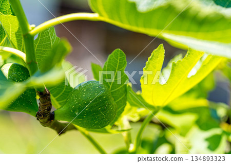 初夏藍色水果－無花果 134893323