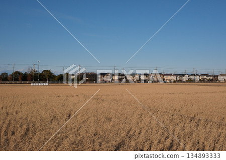 Winter countryside. Cityscape seen from the rice fields 134893333