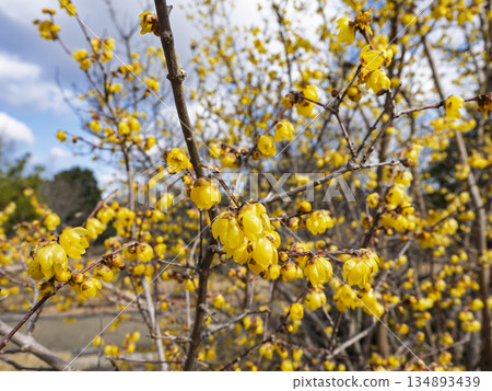 Bright wintersweet in full bloom against the blue sky Bright wintersweet in full bloom against the blue sky 134893439