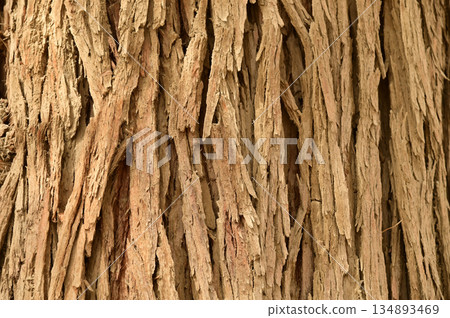 Texture or background surface of the wood of tree trunk cracked wooden log the the Hu Yang tree. This type of bark indicates that the tree is very old. 134893469