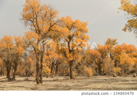 Tarim Huyan Lin Scenic Area in Luntai County, Xinjiang, when the leaves of the Hu Yanglin change color, it appears as a golden yellow. which means "the most beautiful tree," . 134893470