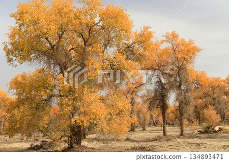 Tarim Huyan Lin Scenic Area in Luntai County, Xinjiang, when the leaves of the Hu Yanglin change color, it appears as a golden yellow. which means "the most beautiful tree," . Tarim Huyan Lin Scenic Area in Luntai County, Xinjiang, when the leaves of the Hu Yanglin change color, it appears as a golden yellow. which means "the most beautiful tree," . 134893471