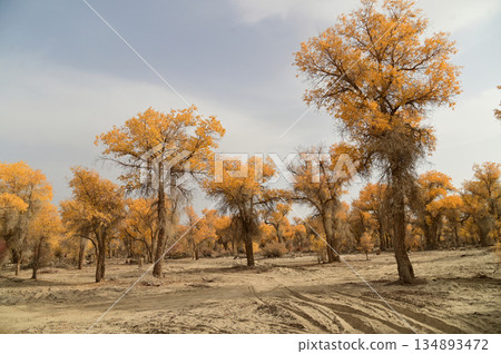 Tarim Huyan Lin Scenic Area in Luntai County, Xinjiang, when the leaves of the Hu Yanglin change color, it appears as a golden yellow. which means "the most beautiful tree," . Tarim Huyan Lin Scenic Area in Luntai County, Xinjiang, when the leaves of the Hu Yanglin change color, it appears as a golden yellow. which means "the most beautiful tree," . 134893472