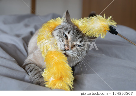 Cat playing with toys Cat playing with toys 134893507