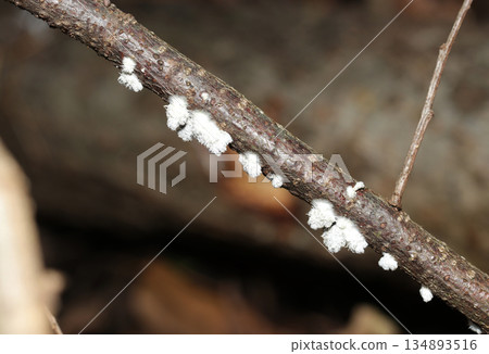一排白色幼嫩的裂褶菌(Schizophyllum commune)生長在枯枝上(自然環境中真菌和蘑菇的微距攝影) 一排白色幼嫩的裂褶菌(Schizophyllum commune)生長在枯枝上(自然環境中真菌和蘑菇的微距攝影) 134893516