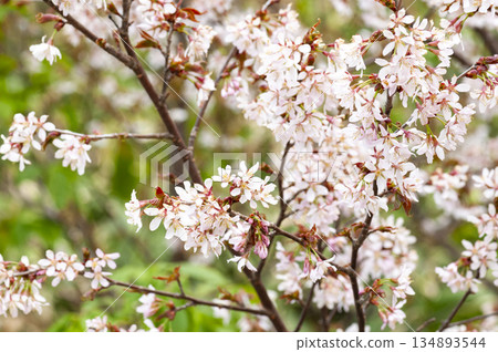 群馬縣片科村尾澤原的千島櫻花盛開 134893544