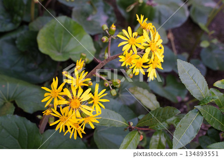 Japanese silverleaf flowers blooming in the garden of a temple in Kyoto 134893551