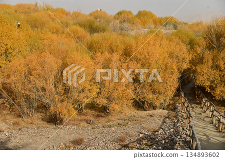 Hu yanlin tree park in yellow leaves near the Tashkurgan Stone City was a small fortified city with multiple layers of walls. Today, some of the walls have collapsed,. Hu yanlin tree park in yellow leaves near the Tashkurgan Stone City was a small fortified city with multiple layers of walls. Today, some of the walls have collapsed,. 134893602