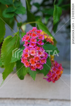 Seven-colored flowers blooming in the flower bed 134893684