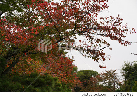 京都大覺寺周圍的秋櫻 134893685