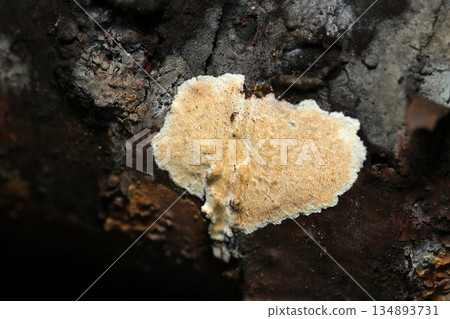 一朵淡黃褐色、邊緣白色的松茸，平鋪在枯樹上（戶外蘑菇微距攝影） 134893731