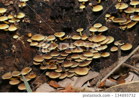 Poisonous mushrooms, such as the easily edible Hydrangea fasciata, grow in clusters in the decaying soil of a dark forest (macro photography of fungi and mushrooms in their natural environment) 134893732