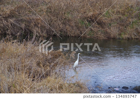 冬季河面上的白鳥 134893747