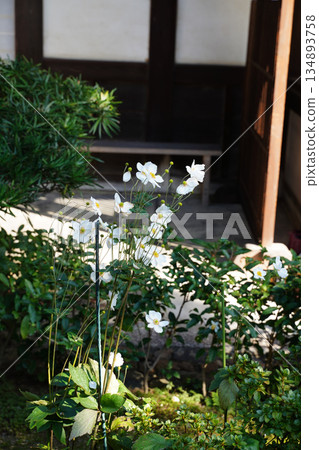 White chrysanthemum flowers blooming in the garden of a temple in Kyoto 134893758