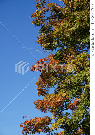 京都寺廟花園裡的秋葉 134893760