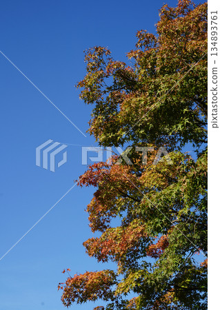 Autumn leaves on trees in the garden of a temple in Kyoto Autumn leaves on trees in the garden of a temple in Kyoto 134893761