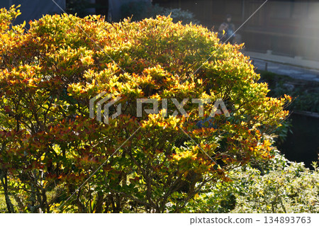 Autumn leaves on trees in the garden of a temple in Kyoto 134893763