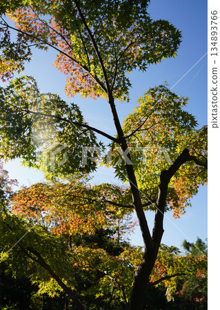Autumn leaves on trees in the garden of a temple in Kyoto Autumn leaves on trees in the garden of a temple in Kyoto 134893766