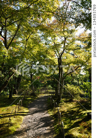 京都一座佛教寺廟內樹木上的秋葉 京都一座佛教寺廟內樹木上的秋葉 134893769