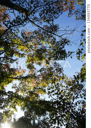 京都寺廟花園裡的秋葉 134893770