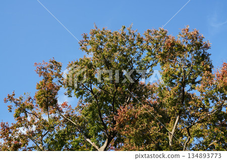 Autumn leaves on trees in the garden of a temple in Kyoto 134893773