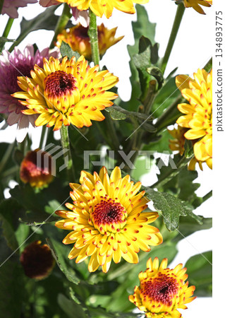 Chrysanthemum (spray mum) 134893775