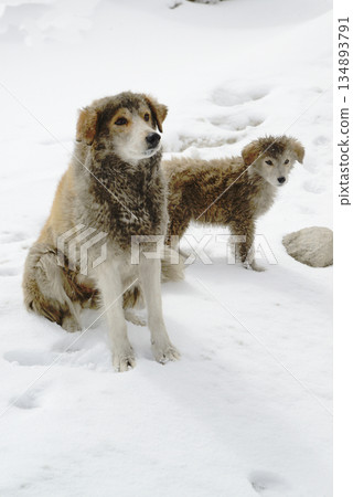 A dog sitting on the side of the road belonging to a local villager at Changla Pass, one of the highest motorable roads in the world, at 5,275 meters above sea level. 134893791