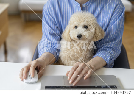 Hands of a middle-aged woman working on a computer while holding her pet dog. Image of working from home. 134893797