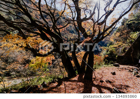 愛吉隧道秋季特別開放 134893860